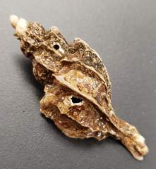 Boreotrophon alaskanus