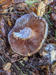 Glaucopodes