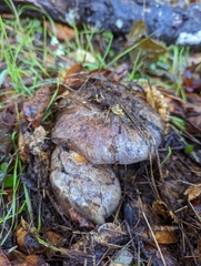 Glaucopodes