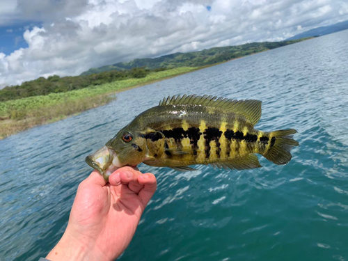 Wolf cichlid (Parachromis dovii) — Cichlidae — 3