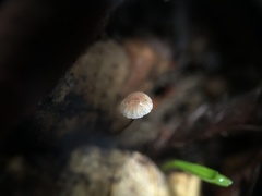 Paragymnopus sequoiae