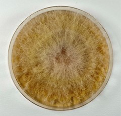 Fusarium