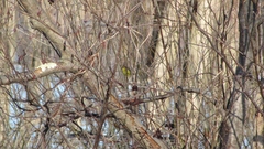 Setophaga palmarum hypochrysea