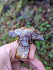 Glaucopodes