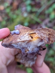 Glaucopodes