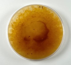 Fusarium