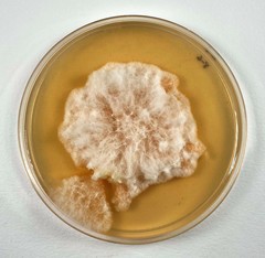 Fusarium