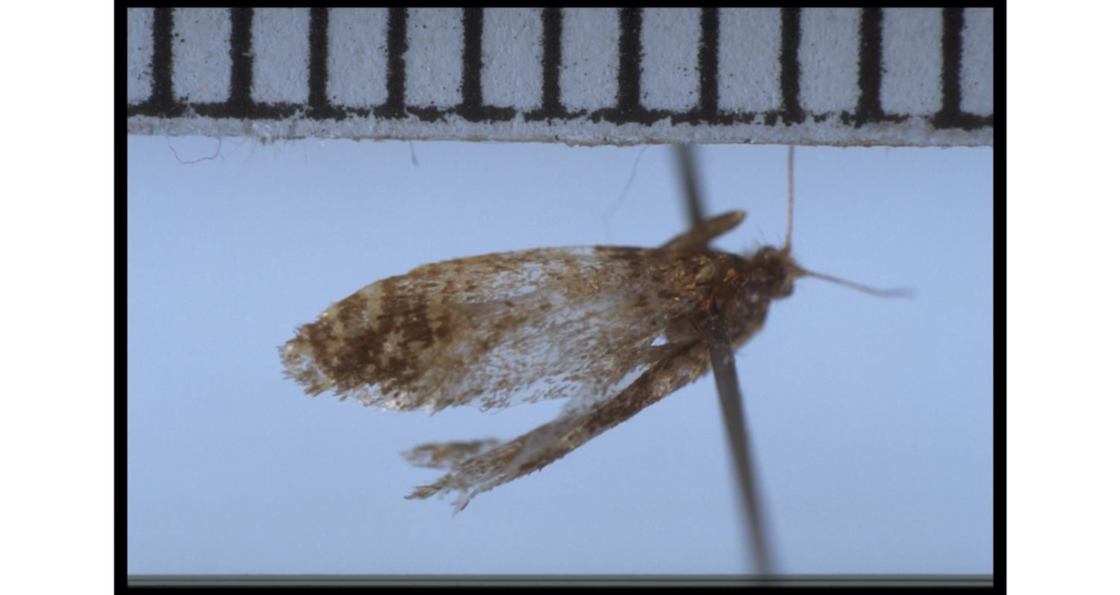 Mallobathra campbellica