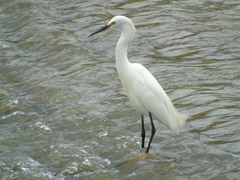 Egretta thula