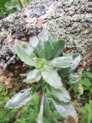 Eurystyles cotyledon