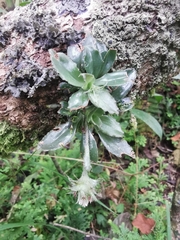 Eurystyles cotyledon