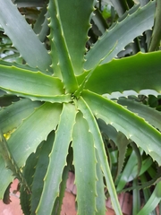 Aloe arborescens