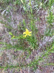 Hypericum fasciculatum
