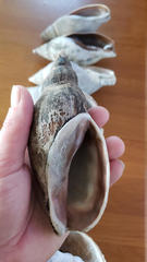 Arctomelon stearnsii