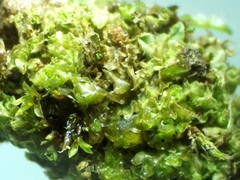 Fossombronia pusilla