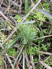 Proserpinaca pectinata