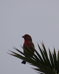 Haemorhous mexicanus