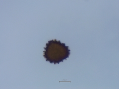 Fossombronia pusilla