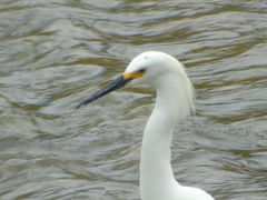 Egretta thula