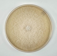 Fusarium bambusarum