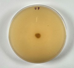 Fusarium bambusarum