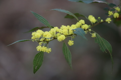 Acacia urophylla