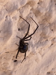 Latrodectus