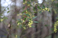 Acacia urophylla