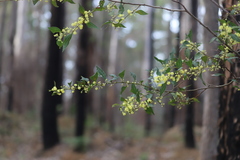 Acacia urophylla