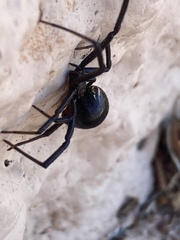 Latrodectus
