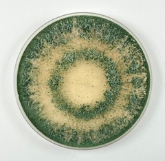 Trichoderma atroviride