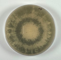 Trichoderma atroviride