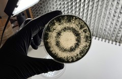 Trichoderma atroviride