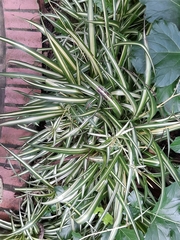 Angiospermae