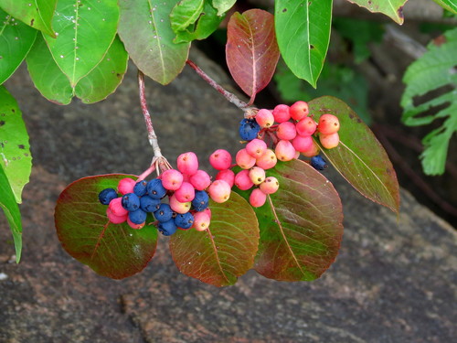 Northern wild raisin (Viburnum cassinoides)