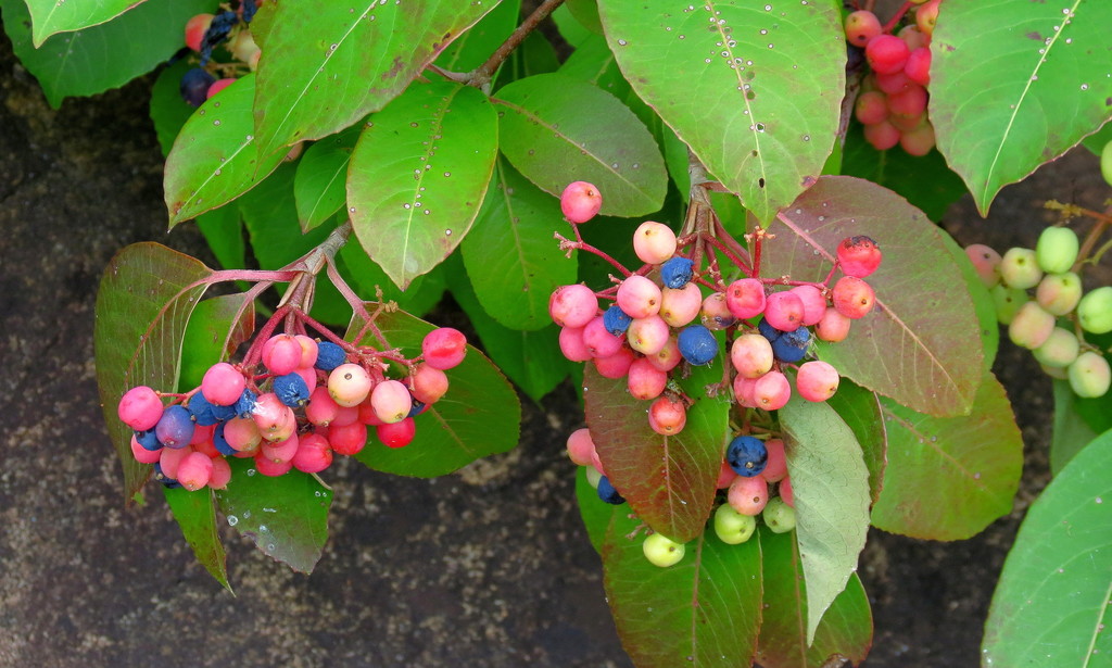 elder family