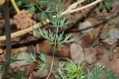 Lomatium multifidum