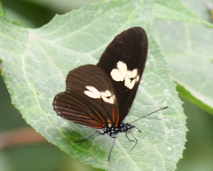 Eueides heliconioides