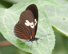 Eueides heliconioides