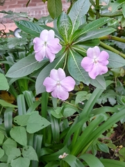 Impatiens sodenii