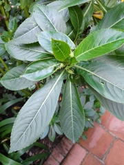 Impatiens sodenii