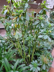 Impatiens sodenii