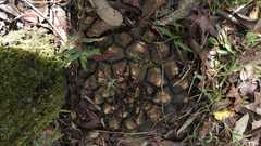 Dioscorea mexicana