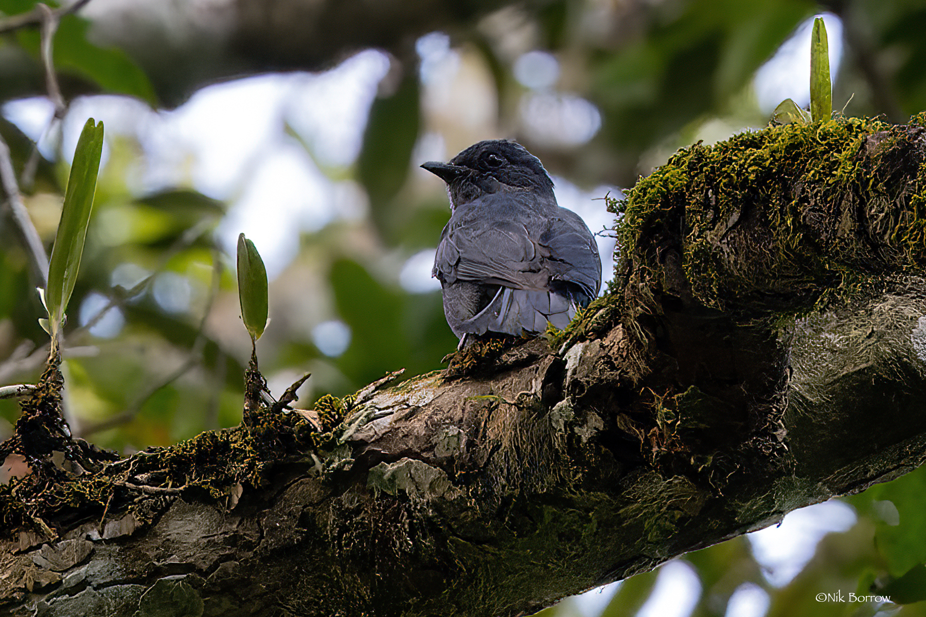 Nimba Flycatcher illustration
