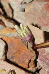 Triteleia ixioides