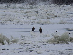 Haliaeetus albicilla