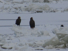 Haliaeetus albicilla