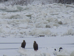 Haliaeetus albicilla