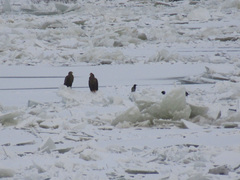 Haliaeetus albicilla