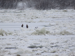 Haliaeetus albicilla